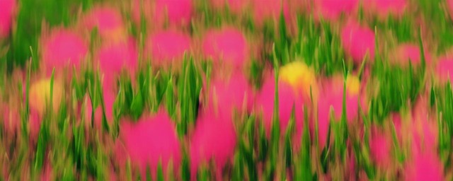 真正的格桑花花语