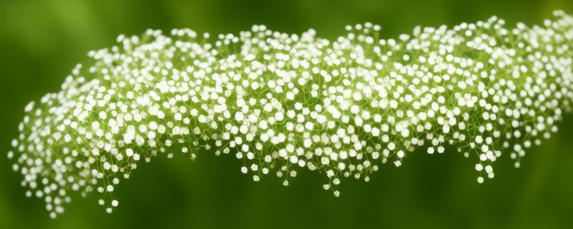 绿色满天星花语和寓意