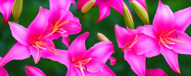 粉百合花语是什么