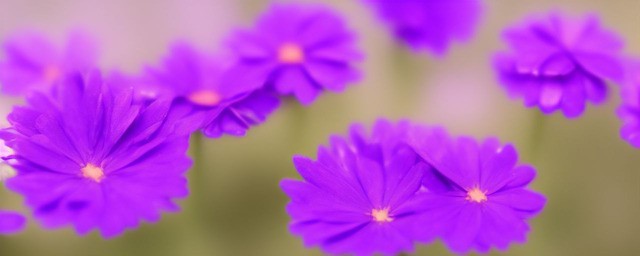 紫色花语代表什么