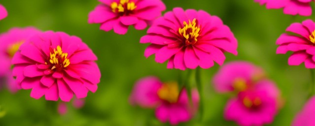 百日草花语象征着什么