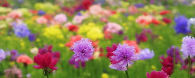 花语是温柔的花