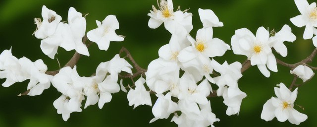 白色木棉花花语