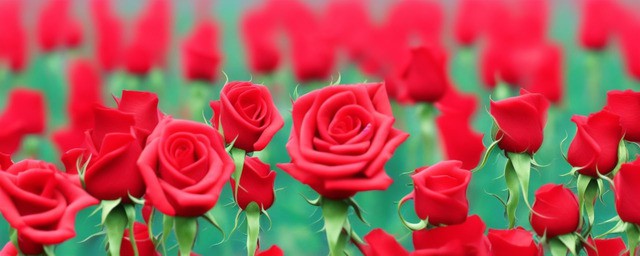 玫瑰花花语是什么
