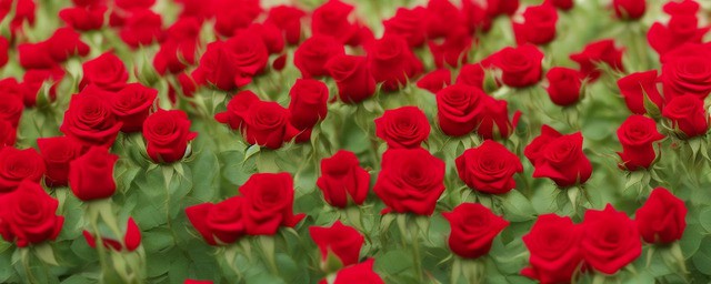 玫瑰花的花语是什么意思