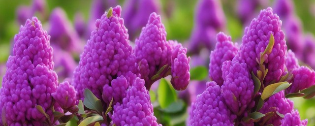 瑞香花的花语是什么