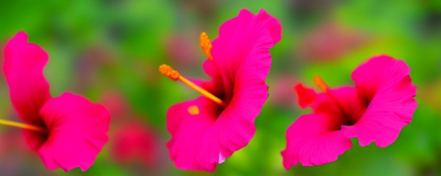 扶桑花的花语是什么