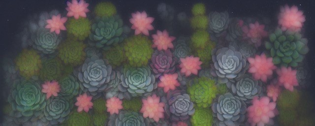 花月夜多肉花语