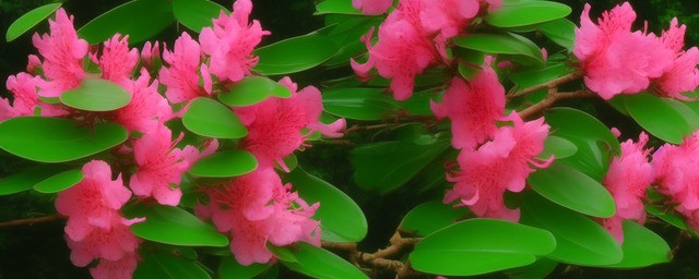 杜鹃花花语及优美句子