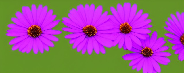 紫色的雏菊花语