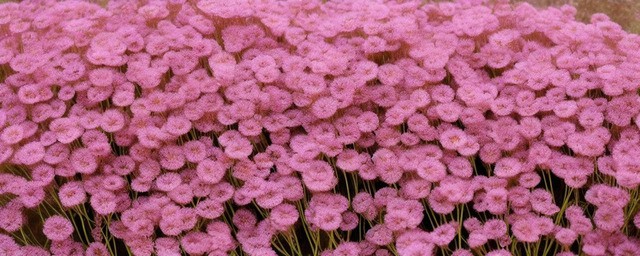 满天星干花花语
