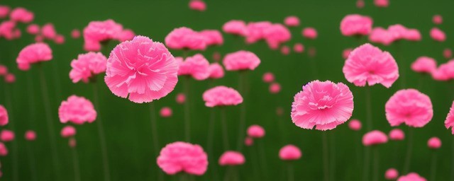 康乃馨花语寓意