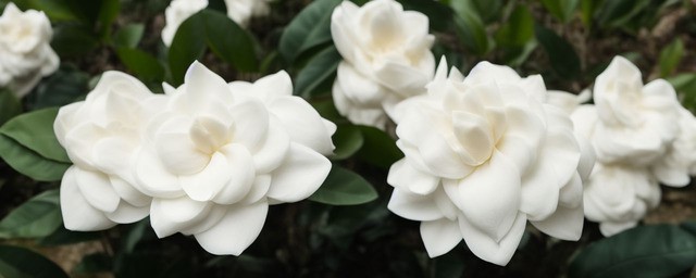 栀子花开的花语