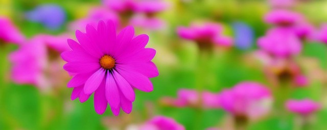 花的名字和花语