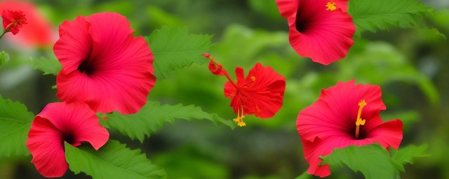 芙蓉的花语是什么