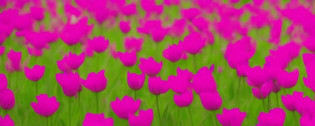 什么花的花语是离别