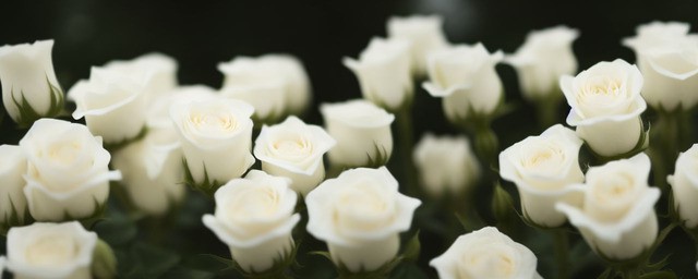 21朵白玫瑰的花语