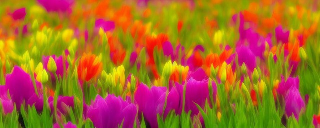 什么花的花语是陪伴