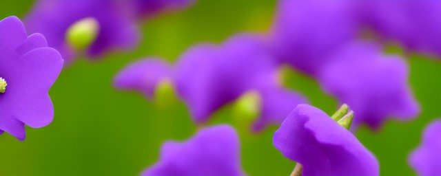 紫桔梗花的花语