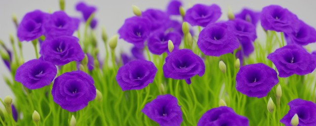 紫色洋桔梗花语
