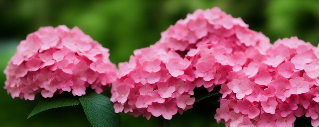 粉色绣球花的花语