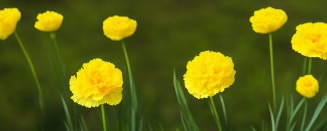 黄色康乃馨花语