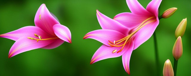 粉百合花语是什么意思