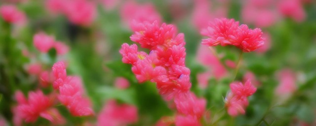 凌霄花花语是什么