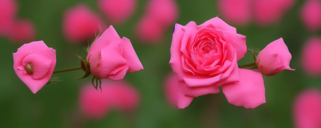 奥西利亚玫瑰花语