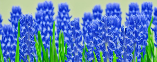 蓝色风信子花语