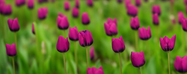 黑色郁金香花语