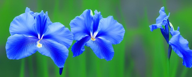 蓝色鸢尾花花语
