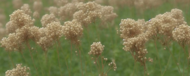 荞麦花的花语是什么