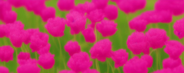 天鹅绒鲜花花语