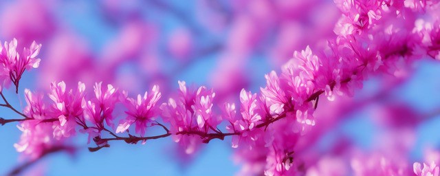 关于紫荆花浪漫的花语