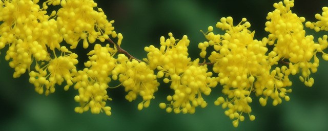 桂花花语及寓意