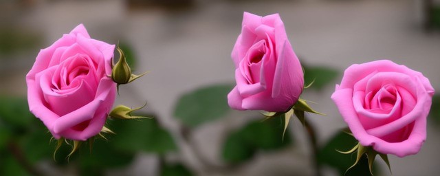 粉红色玫瑰花语