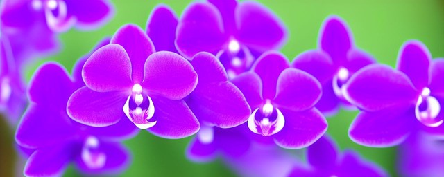 紫色蝴蝶兰的花语
