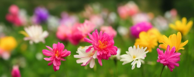 代表友情的花语