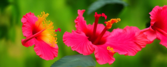 芙蓉花语是什么意思