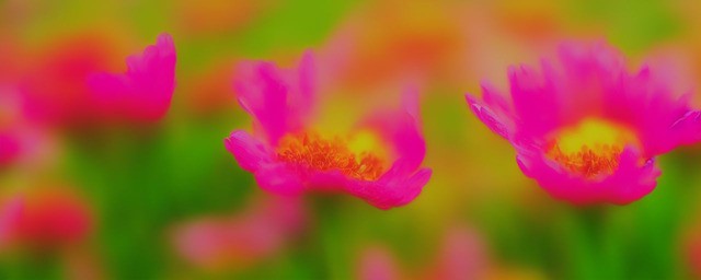 什么花的花语是爱情