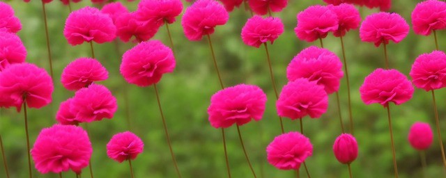 多丁康乃馨花语