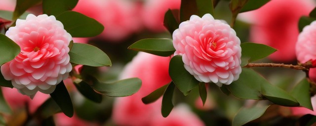 山茶的花语是什么意思