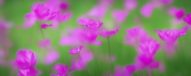 什么花的花语是回忆