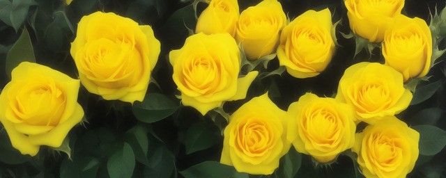 6朵黄玫瑰花语