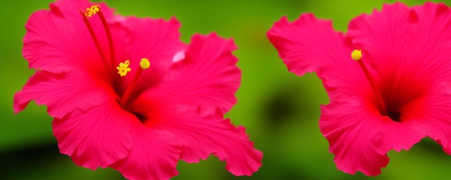 芙蓉花的花语是什么