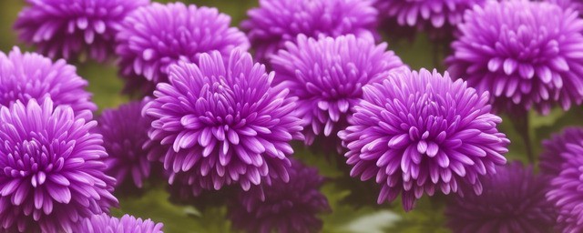 紫色菊花的花语