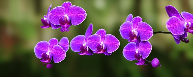 紫色蝴蝶兰花语