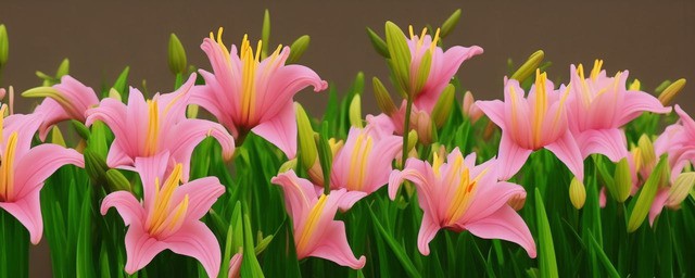 黄天霸百合花语