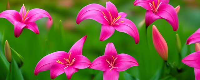 粉色百合的花语